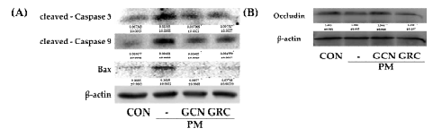 Western blot을 통한 미세먼지로 자극된 mouse lung 좌측엽에서 (A) 세포사멸(cleaved-Caspase3, cleaved-Caspase9, Bax) 및 장벽보호(Occludin) 관련인자 단백질 발현량 변화