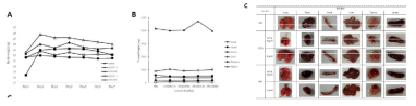 PBS, GCN (857.4, 2,000 mg/kg), GRC (857.4, 2,000 mg/kg) 처리된 쥐의 체중 및 조직 사진. A) 마우스 각 샘플 별 일차 별 체중, B) 체중으로 보정된 폐, 심장, 대동맥, 흉선, 비장 그리고 간 무게 (mg/kg) 그리고 C) 샘플 처리된 쥐의 폐, 심장, 대동맥, 간, 흉선 그리고 비장