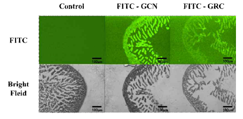 쥐의 소장에서 FITC-GCN, FITC-GRC 의 소장 조직 내로 이동을 나타내는 공초점 레이저 주사 현미경 이미지 (스케일바: 100um, 배율: x100)