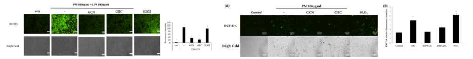 DCFDA를 이용하여 미세먼지와 LPS로 자극된 RAW 264.7 대식세포에서의 GRC, GCN의 ROS 생성 억제 효능 평가 (스케일바: 50um, 배율: x200) (*P<0.005 vs. PM and LPS treated RAW 264.7 cells). DCFDA를 이용한 PM으로 자극된 HUVEC cell 에서의 GCN, GRC의 ROS 억제 효능 평가. (A) HUVEC cell 활성산소종 변화 형광사진 (스케일바: 100um, 배율: x200), (B) 활성산소종 생성 변화 수치화 그래프 (**P<0.01, ***P<0.001vs. PM untreated HUVEC cells)