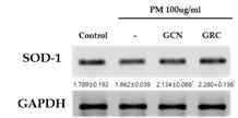 HUVEC cell에서 GCN, GRC가 미세먼지로 유도된 항산화효소 관련 인자 (SOD-1) 발현에 미치는 영향 (*P<0.05 vs. PM treated HUVEC cells)