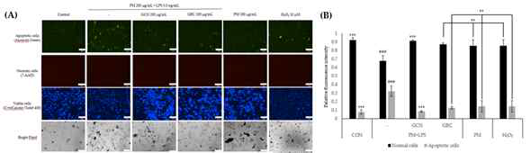 PM과 LPS로 자극된 A549에서 GRC 및 GCN의 세포사멸 억제 효능 평가 (A) 형광염색법을 이용한 미세먼지와 LPS로 자극된 A549세포에서 GRC 및 GCN의 apoptotic cell 분석 (B) apoptotic cell 분석을 수치화한 그래프 (스케일바: 50um, 배율: x200) (**P<0.01, ***P<0.001 vs. PM and LPS treated control, ###P<0.001 vs. control)