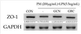 RT-PCR을 통해 미세먼지와 LPS로 자극된 A549 세포에서 GRC 및 GCN의 tight junction 관련인자 mRNA발현 분석 (*P<0.05, ***P<0.001 vs. PM and LPS treated control)