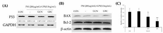 미세먼지와 LPS로 자극된 A549 세포에서 GRC 및 GCN의 세포사멸 관련인자 분석 (A) RT-PCR을 통한 mRNA 발현 분석 (B) western blot을 통한 단백질 발현 분석 (C) BAX와 Bcl-2의 단백질 발현 비율 (*P<0.05, **P<0.01 vs. PM and LPS treated control)