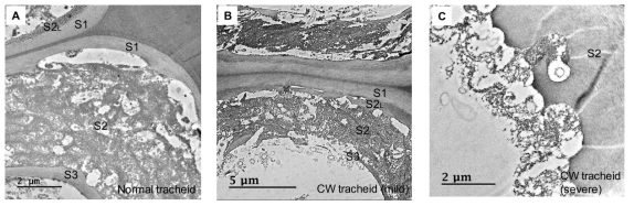 전자현미경(TEM)을 이용한 세포의 종류에 따른 분해 패턴 차이 규명 A: normal wood tracheid B: mild CW trachied, C: severe CW tracheid