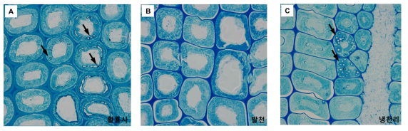 광학현미경을 이용한 가도관 세포벽의 세균 및 연부후(soft rot, 화살표) 분해 가시화 A:황룡사 수침고목재, B: 발천 수침고목재, C: 냉천리 수침고목재
