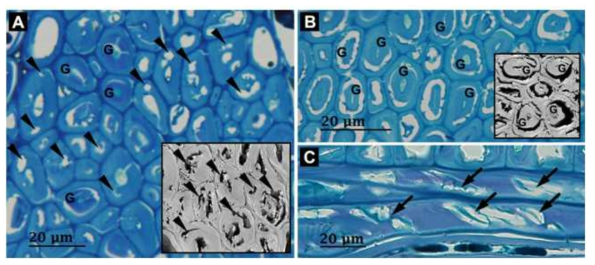 광학 및 주사전자현미경을 이용한 목섬유 세포벽의 연부후(soft rot decay) 분해 가시화 A, B: 연부후 동공(arrowheads), C: 마이크로피브릴 경사각을 따라 형성된 연부후 동공(arrows)