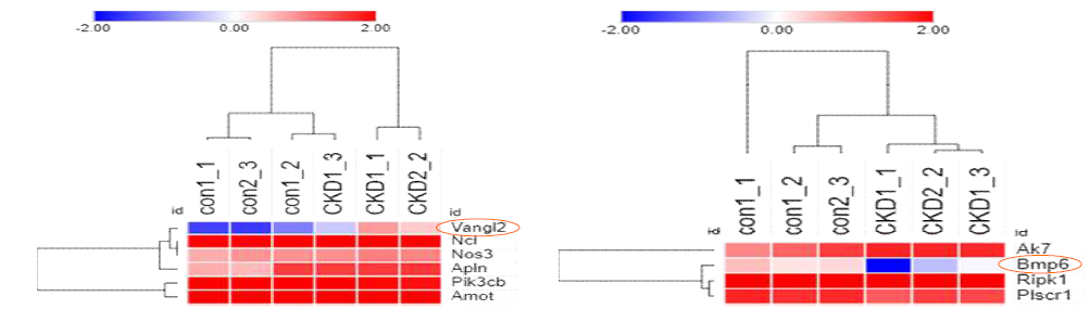 control, CKD의 angiogenesis와 immune response RNA-seq 결과