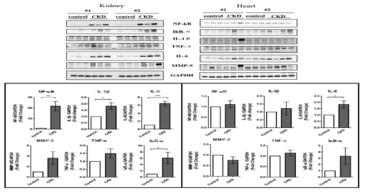 control과 CKD의 protein expression