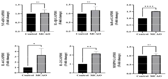 control과 MCAO에서 protein expression