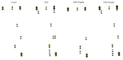 Cytokine dot array