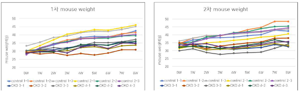 1(왼), 2차(오) control과 만성콩팥병(CKD) mouse의 몸무게