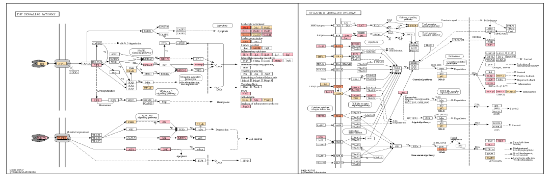 TNF(왼) 과 NF-kappaB(오) signaling pathway를 KEGG pathway로 확인한 결과