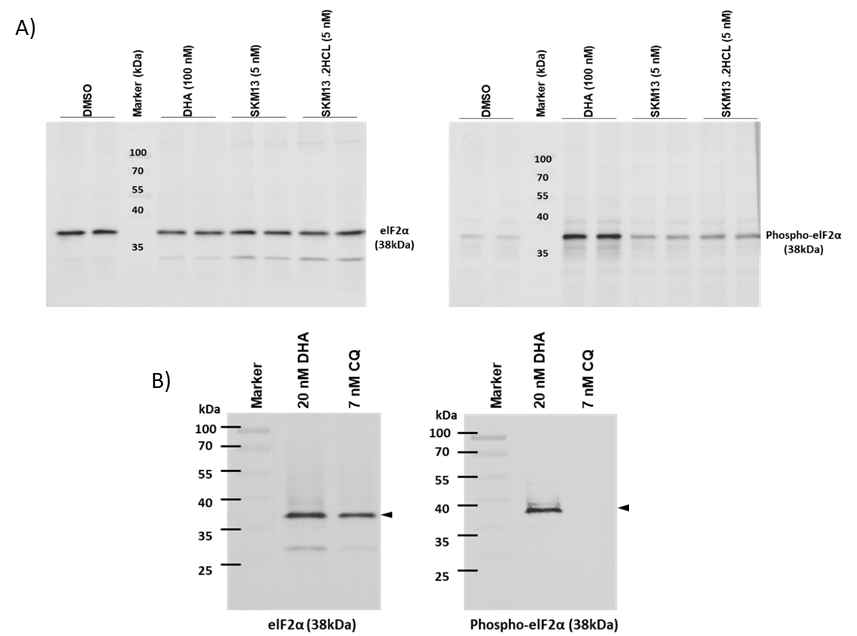 Plasmodium falciparum FCR3에 대해 SKM13과 SKM13 2HC이 eIF2α 의 인산화를 일으키는지 분석한 결과, 두 약물 모두 화살표와 같이 eIF2α의 인산화 (phosphorylation을 유도하고 있음. 따라서 SKM 2HCL의 작용 기점을 ER-stress의 상호 연관성이 있을 것으로 유추됨
