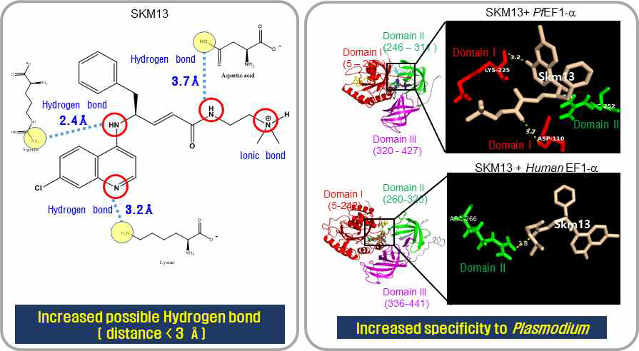 Plasmodium elongation factor 1-alpha에 대한 SKM13 의 결합가능성에 대한 구조 기반 3D 모델링 방법 구축