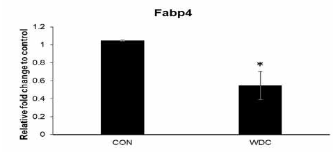 대조군(CON), 케피어 유산균+감귤박추출물+유청 포스트바이오틱스(WDC))의 3T3-L1 지방 생성능과 관련돼 유전자 Fabp4발현 억제능