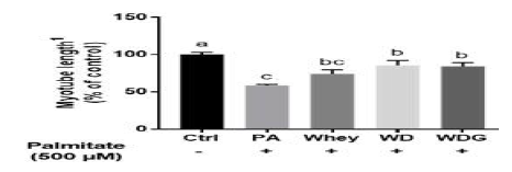 대조군(Ctrl), PA, PA+Whey, PA+WD, PA+WDG의 C2C12 근육세포 성장에 미치는 효능, myotube 성장 길이에 미치는 효능