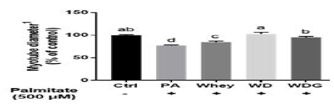 대조군(Ctrl), PA, PA+Whey, PA+WD, PA+WDG의 C2C12 근육세포 성장에 미치는 효능, myotube 성장 두께에 미치는 효능