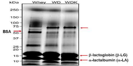 유청 (W), 유청+케피어유산균 (WD), 유청+포도씨가루 추출물+ 케피어유산균 포스트바이오틱스 (WDG)의 배양산물 SDS-phage gel electrophresis 결과