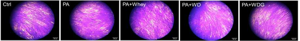 대조군(CON), 근감소증 유도물질 (palmitic acid, PA), PA+유청(PA+Whey), PA+유청+케피어유산균(PA+WD), PA+유청+케피어유산균+포도씨가루추출물(PA+WDG)의 C2C12 근육세포 성장에 미치는 효능, Crystal violet 염색결과