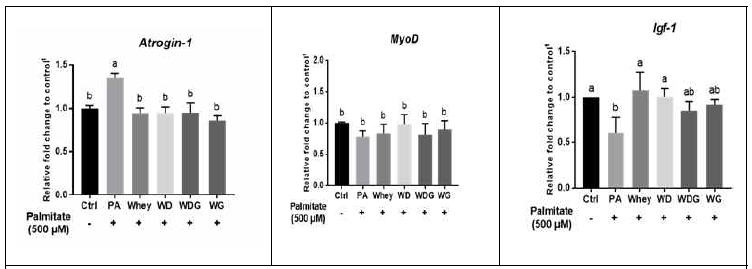 대조군(Ctrl), 근감소증 유도물질 (palmitic acid, PA), PA+유청(PA+Whey), PA+유청+케피어유산균(PA+WD), PA+유청+케피어유산균+포도씨가루 추출물(PA+WDG)의 C2C12 근육세포의 위축(Atrogin-1), 분화(MyoD), 성장(IGF-1)에 관련된 유전자 발현에 미치는 효과