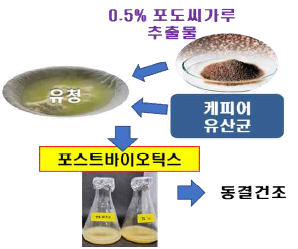 선별된 포스트바이오틱스의 대량생산 및 동결건조