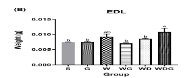 고지방식이에 G, W, WG, WD와 WDG를 추가하여 제작한 식이를 4주간 공급 후 측정한 EDL 조직 무게