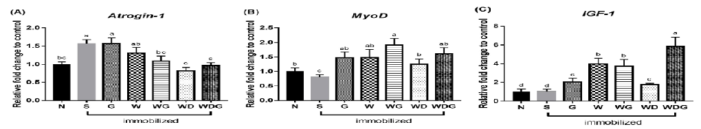 고지방식이에 G, W, WG, WD와 WDG를 추가하여 제작한 식이를 4주간 공급 후 근 생장 및 위축에 관련된 유전자 MyoD, IGF-1, Atrogin-1 발현.*P < 0.05