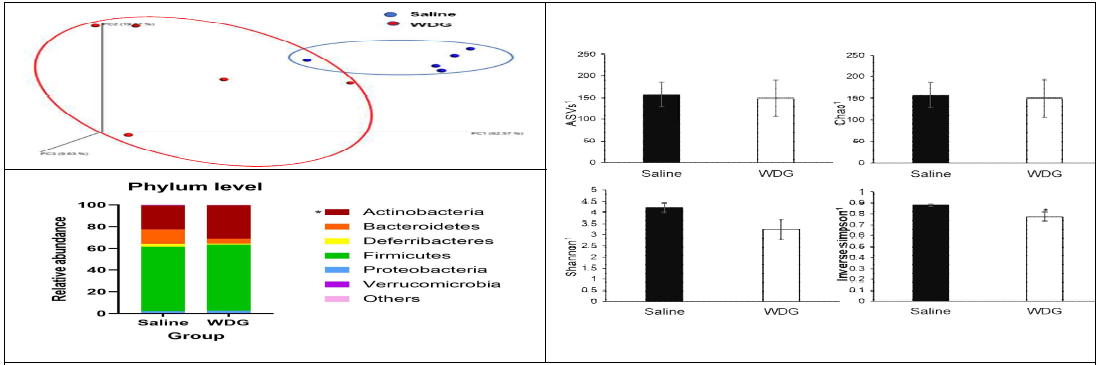 대조군과 WDG그룹의 장내세균총 β-diversity index(좌측상단), Phylum 분포도(좌측하단), α-diversity indices(ASV, Chao1 index, Shannon index, inverse Simpson index)(우측)