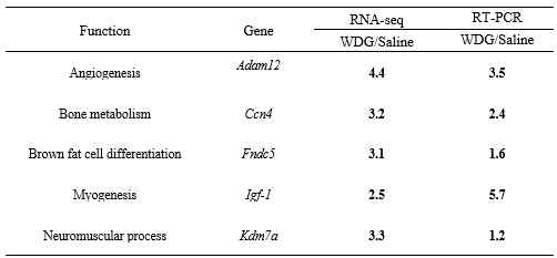 RT-PCR을 통한 근육조직의 RNA-sequencing 결과 검증