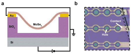 a. SiO2/Si 기판을 원형으로 파내고 그 위에 MoSe2 단분자층을 띄워 국소스트레인을 백 게이트로 통제하는 모식도 b. 광학 현미경으로 본 제작된 장치의 이미지