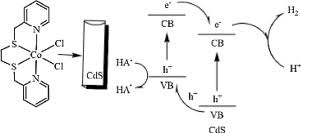 CdS를 광증감제로 사용한 코발트 화합물의 물환원 반응