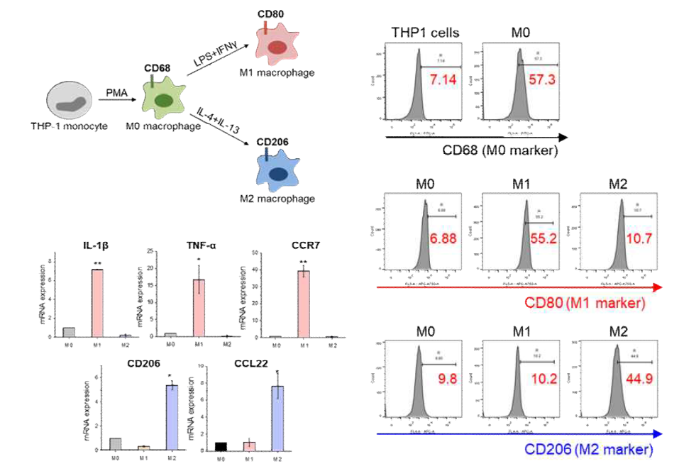 THP1의 Mo, M1, M2 분화에 따른 마커 발현 변화 및 이들의 사이토카인 분비 확인