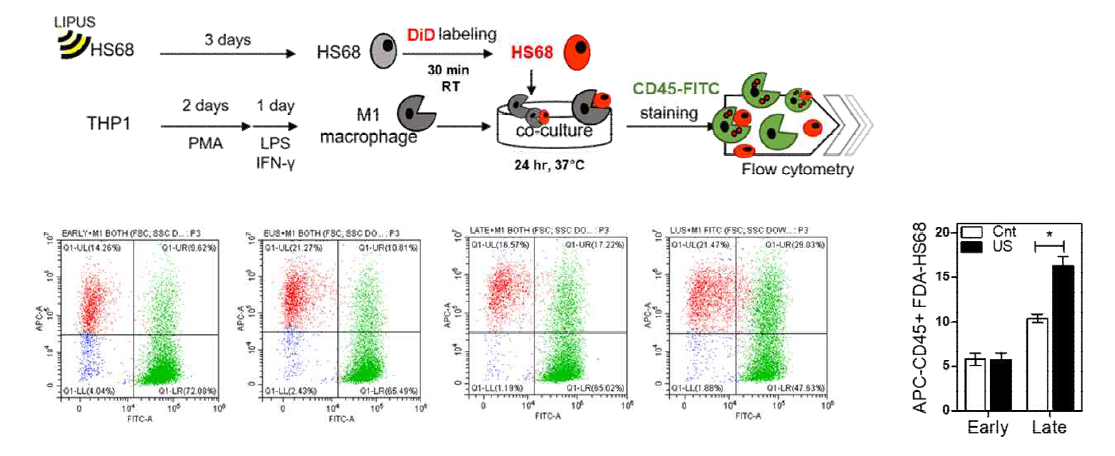 노화세포 phagocytosis assay 개요 및 FACS 결과