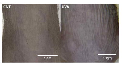 UVA 광노화 모델