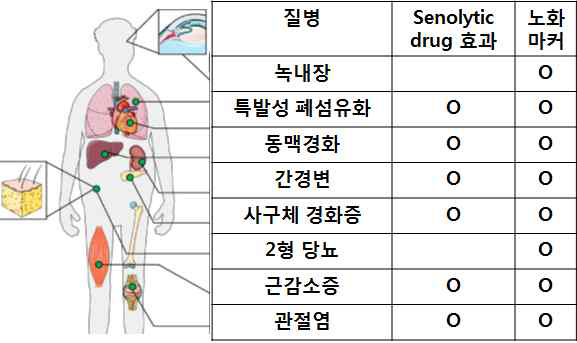 노화 질병 및 senolytic drug 효과