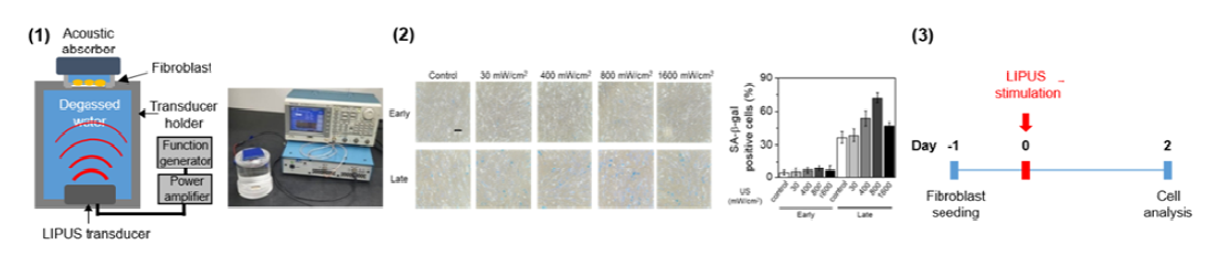 (1) 세포 자극 초음파 장비, (2) 초음파 세기에 따른 노화세포 자극 정도, (3) 확립된 초음파 조건