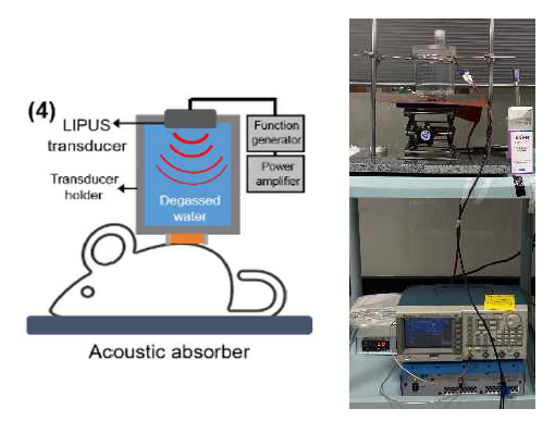 마우스 모델을 위한 초음파 장치