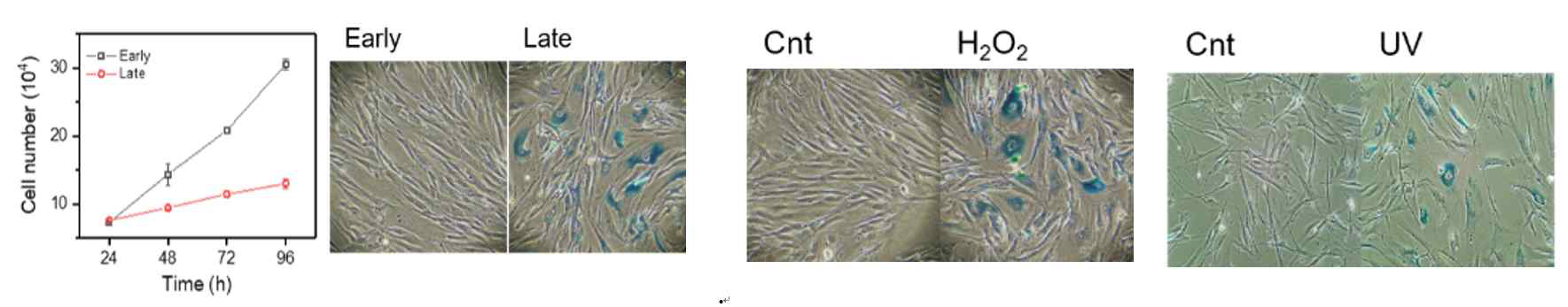 (왼쪽) replicative 노화모델 (가운데) H2O2 노화모델 (3) UV 노화모델의 SA-β-gal 염색