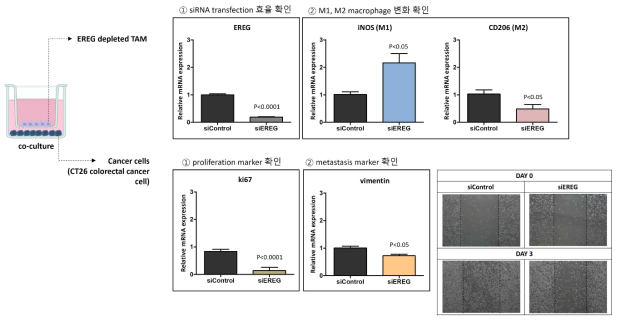 공배양 시스템에서의 암연관 대식세포 EREG 발현 저해와 CT26 암세포 사이의 상호작용 확인