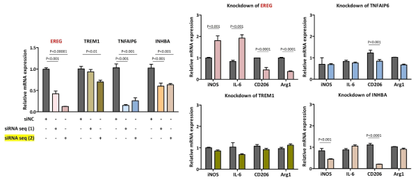 siRNA transfection 효율 및 발현 저해로 인한 M1, M2 대식세포 마커 변화