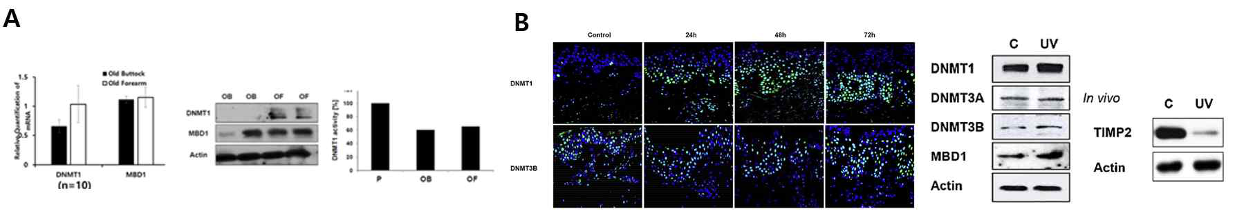 (A) 광노화 조직(old forearm, OF)에서 DNMT1이 증가함 (cf. old buttock, OB). (B) 급성 자외선 조사한 사람 피부에서 DNMT1이 증가하고, TIMP2가 감소함