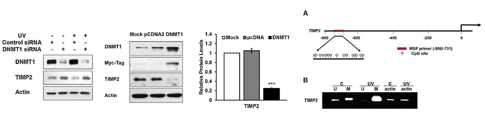 DNMT1이 TIMP2의 methylation을 조절함