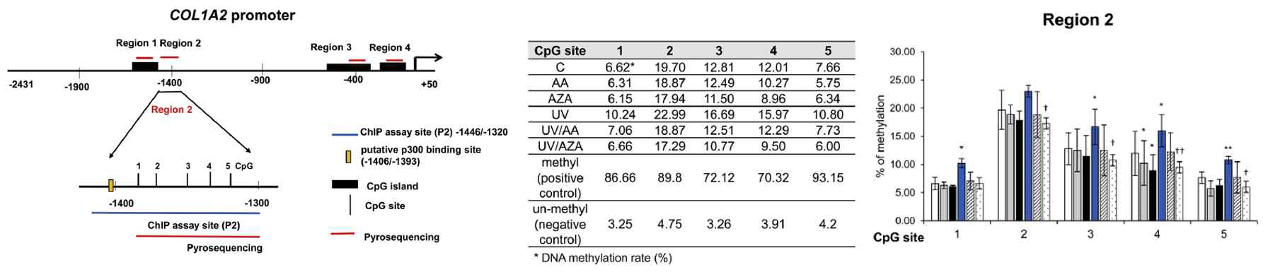 자외선에 의해 COL1A2 promoter의 DNA methylation이 증가함