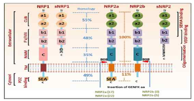 NRP2의 구조적 특성