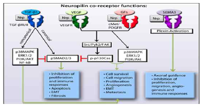 NRP2의 co-receptor와 신호전달기전