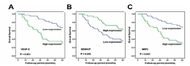 VEGF-C, SEMA3F, NRP2 발현과 환자생존율과의 상관관계