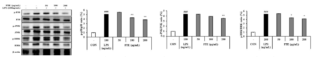 Raw 264.7 세포에서 MAPK의 단백질 수준에 대한 FTE의 억제 효과