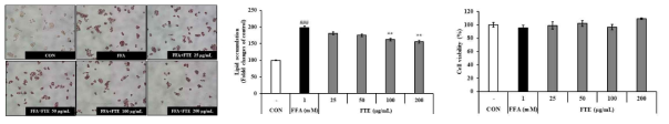 HepG2 세포의 지질 축적에 대한 FTE의 효과