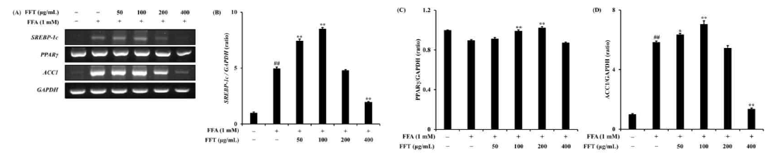 FFA로 유도된 HepG2 세포에서 FFT가 지방생성 유전자 mRNA 발현에 미치는 영향
